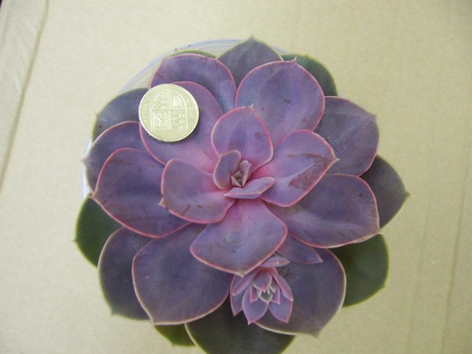 Echeveria Perle von Nürnberg: Todo lo que necesitas saber sobre esta hermosa planta suculenta