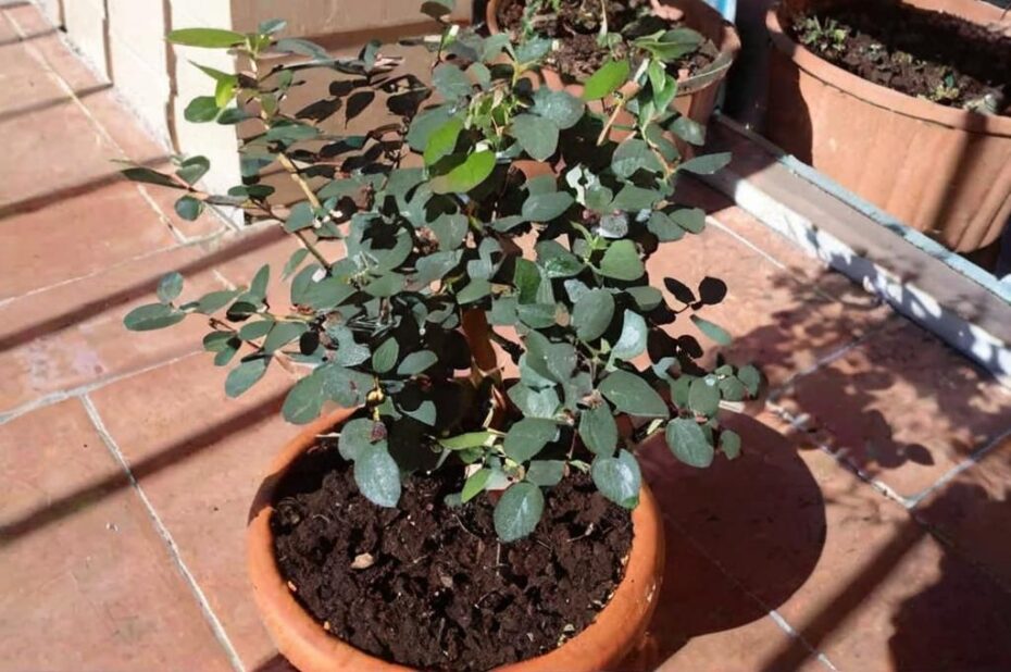 El acebuche y las plagas que lo amenazan