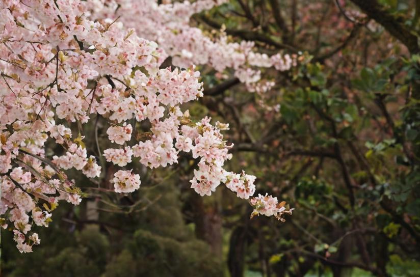 El maravilloso espectáculo de los cerezos en flor