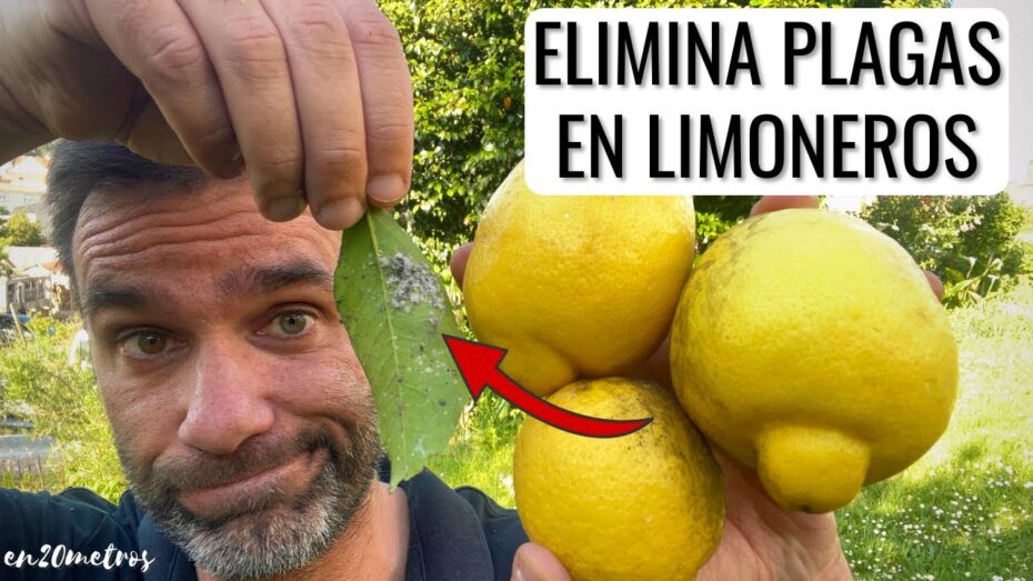 Eliminación de la cochinilla del limonero: guía completa para combatir esta plaga