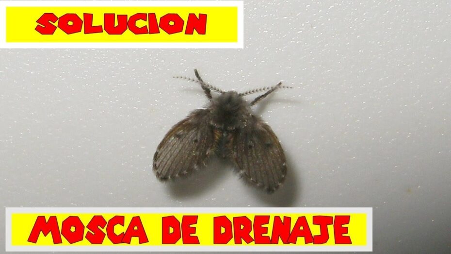 Mosca de la humedad: Cómo eliminarla de manera efectiva
