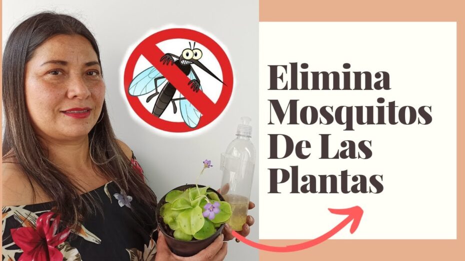 Elimina mosquitos de las plantas: guía completa con consejos de experto en botánica