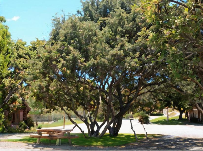 Encina (Quercus ilex)