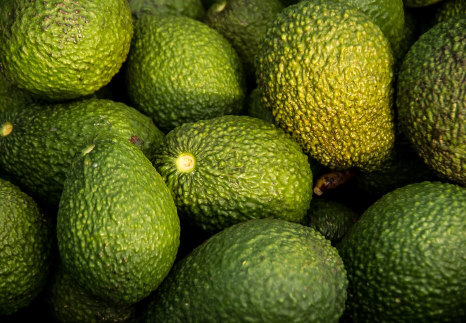 Enfermedades del aguacate: Guía completa para prevenir y tratar problemas en el cultivo