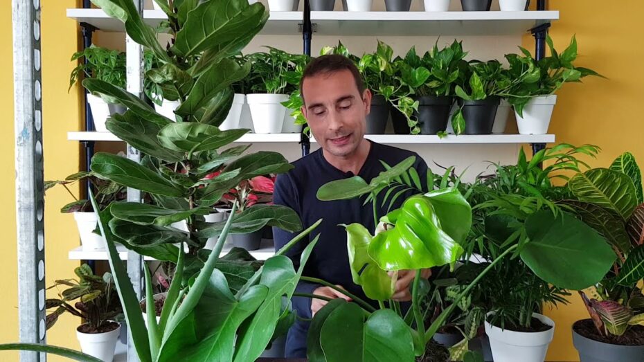 Tratamiento y síntomas de las enfermedades del Ficus