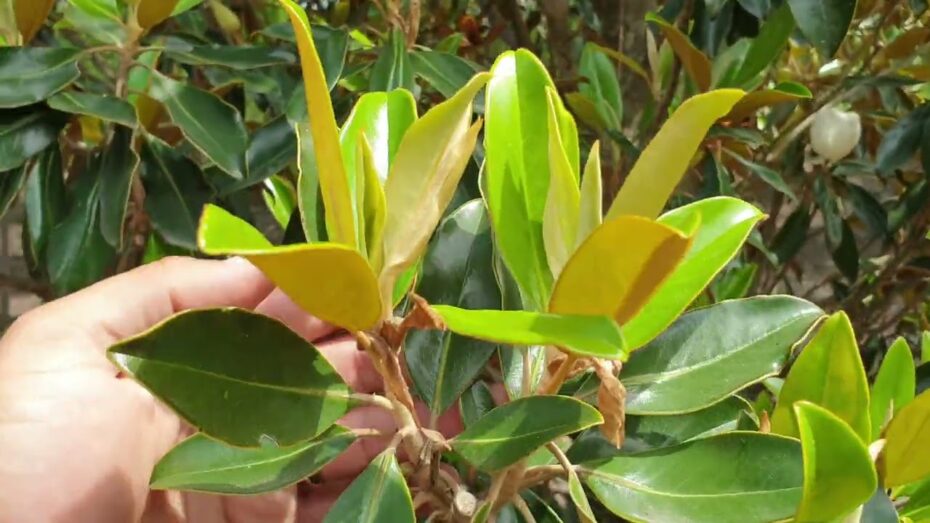 Guía completa sobre enfermedades del magnolio: prevención y tratamiento