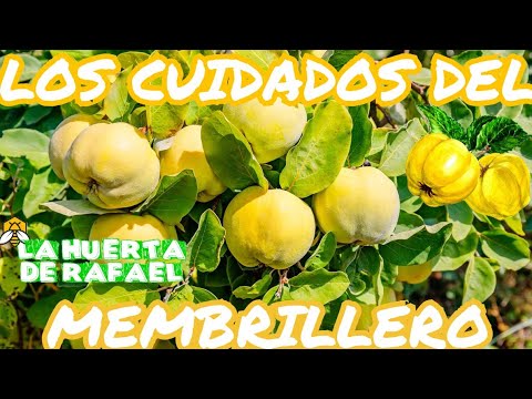 Membrillo: Conoce las enfermedades y cómo prevenirlas