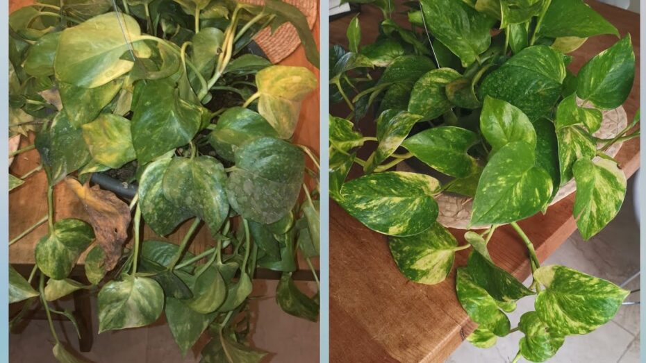 Enfermedades del poto: Guía completa para identificar y tratar problemas en plantas de interior