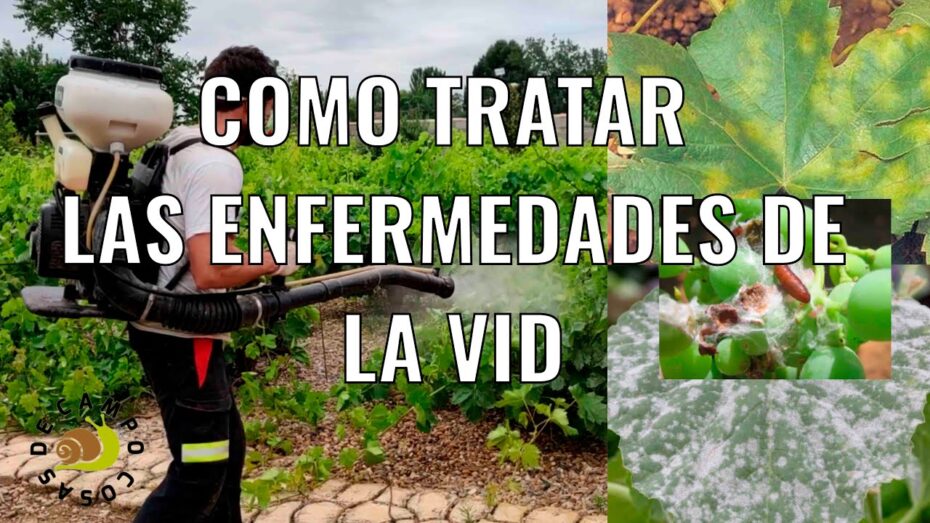 Enfermedades de la vid: Guía completa para identificar y tratar problemas botánicos