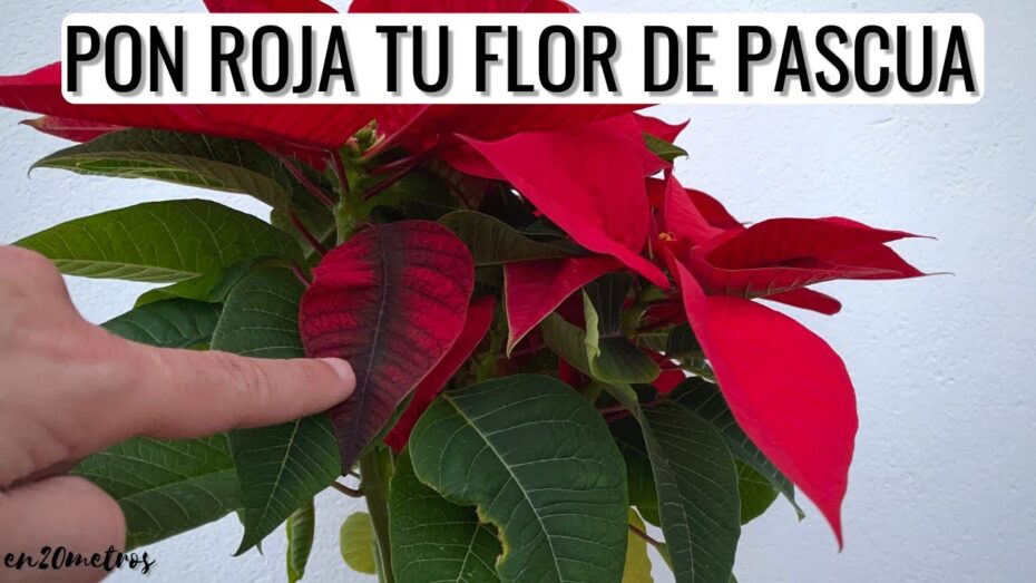 Enrojece las hojas de la Flor de Pascua con estos consejos expertos en botánica