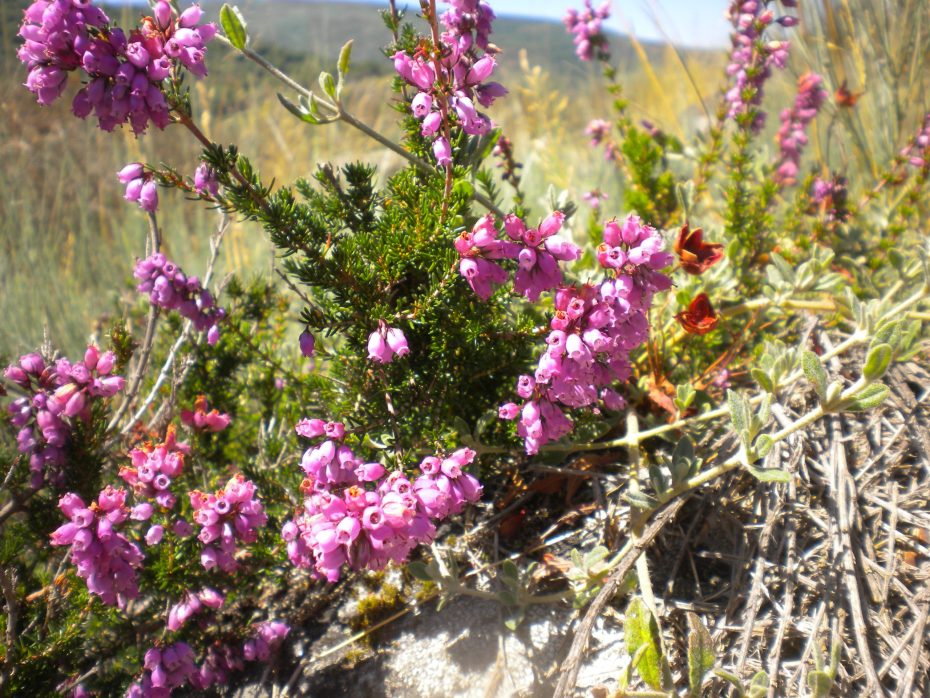 Erica cinerea: Descubre los secretos de esta planta y su impacto en la botánica
