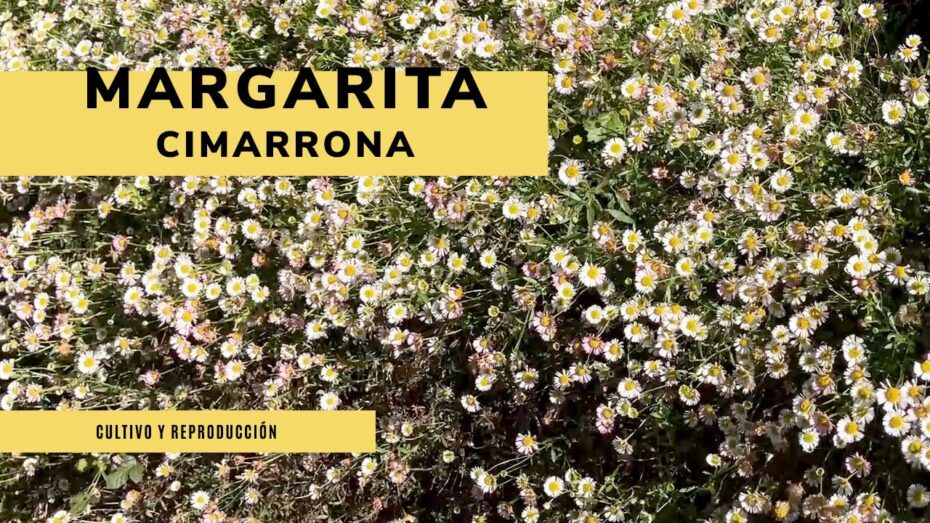 Cuidados de Erigeron: Descubre cómo mantener esta planta en su máximo esplendor