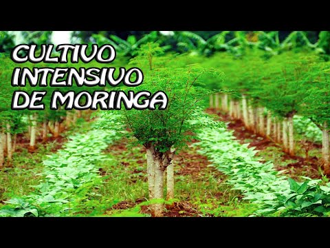 Cultivo de moringa en España: ¡Descubre cómo cultivar esta planta exótica!