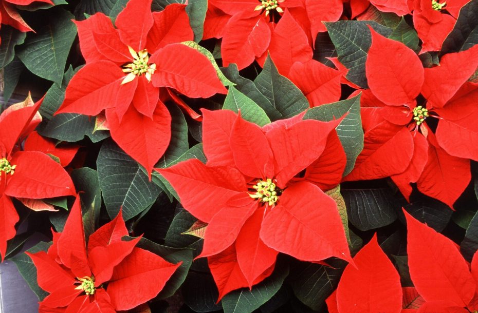 Flor de Pascua en el exterior: Descubre cómo cultivarla con éxito