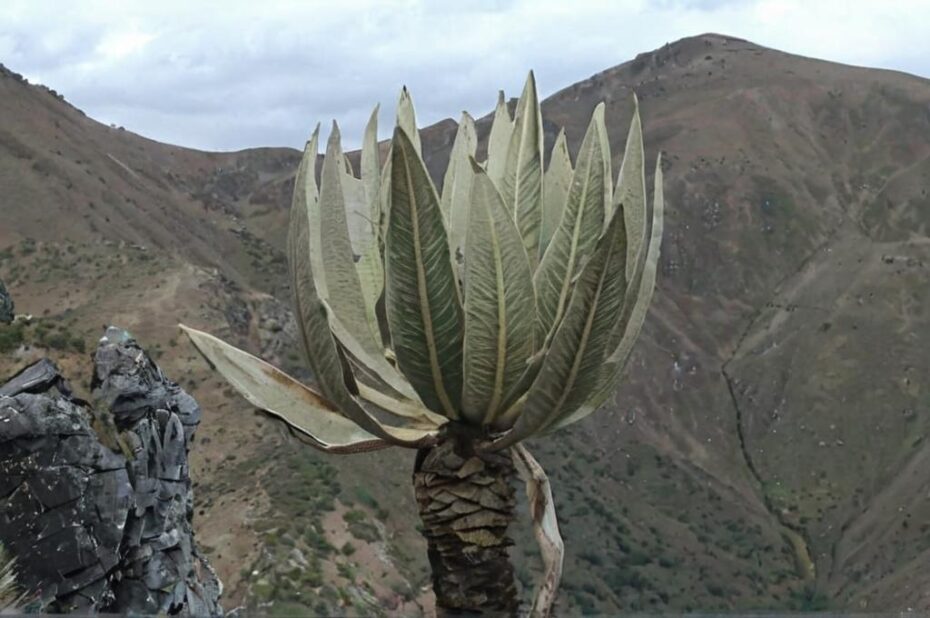 Espeletia o frailejones, una planta típica de Colombia