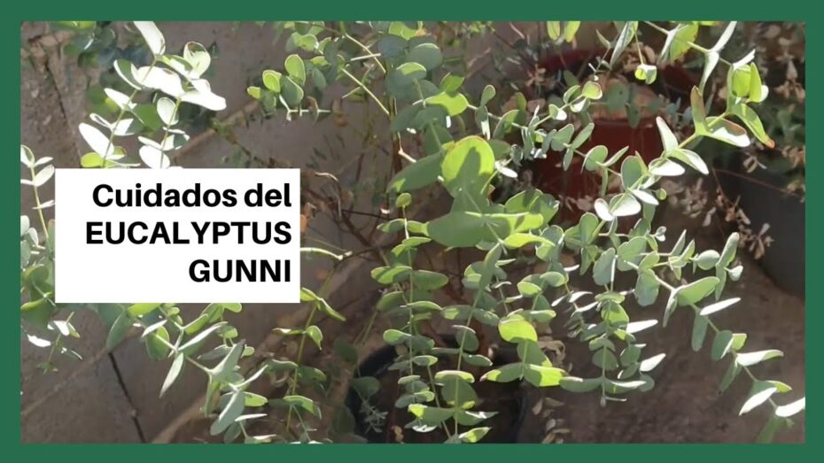 Cuidados de Eucalyptus gunnii: todo lo que necesitas saber
