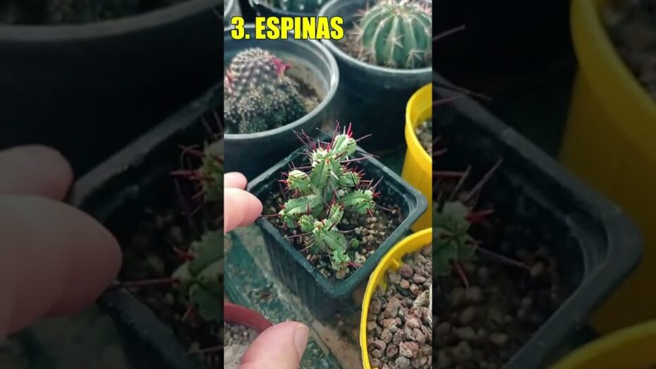 Euphorbia aphylla: Todo lo que debes saber sobre esta fascinante planta