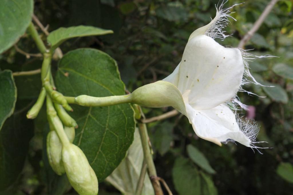 Fernaldia pandurata, comúnmente conocida como loroco