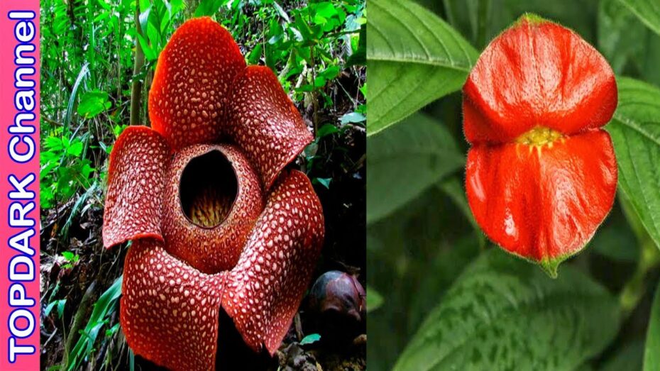 Exóticas flores: descubre la belleza y rareza de estas plantas