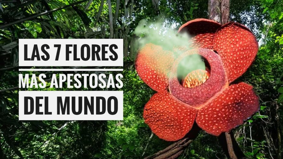 Mal olor en las flores: descubre cuáles son las especies más aromáticas