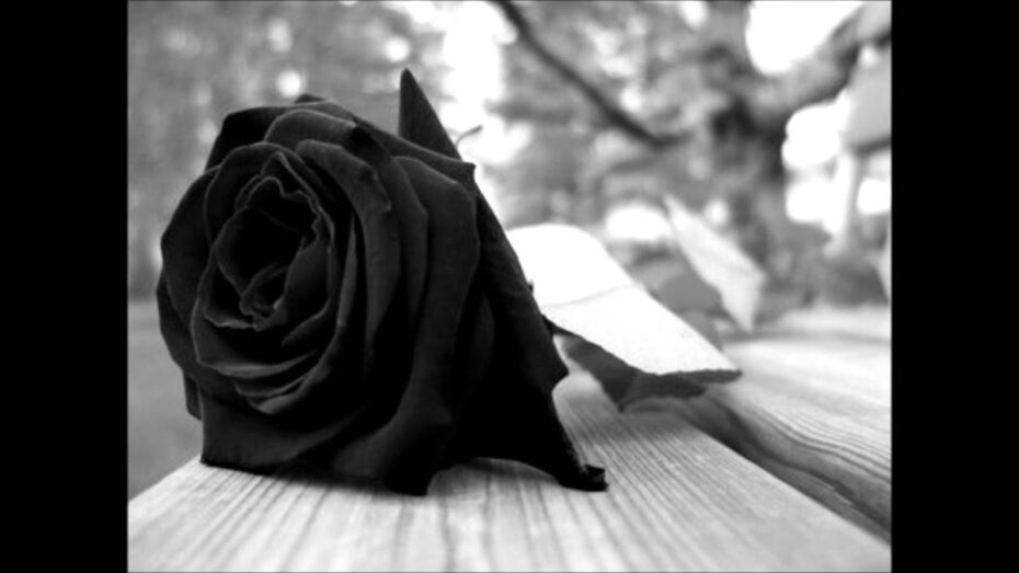 Plantas y botánica: Descubre las fascinantes flores negras