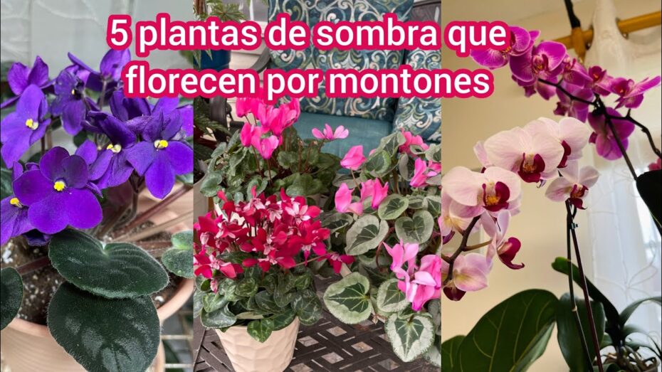 Plantas de sombra: Descubre las maravillosas flores que prosperan en ambientes con poca luz