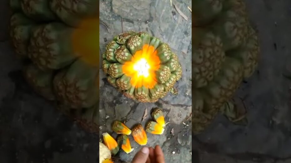 La fruta de hala: descubre la más extraña del mundo en este blog
