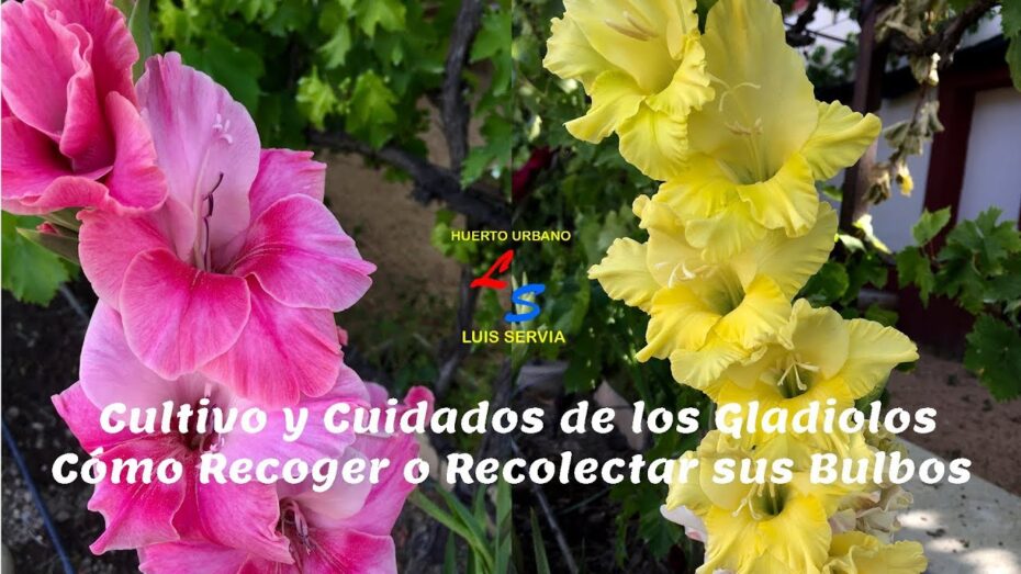 Cuidados de los gladiolos en maceta: todo lo que necesitas saber