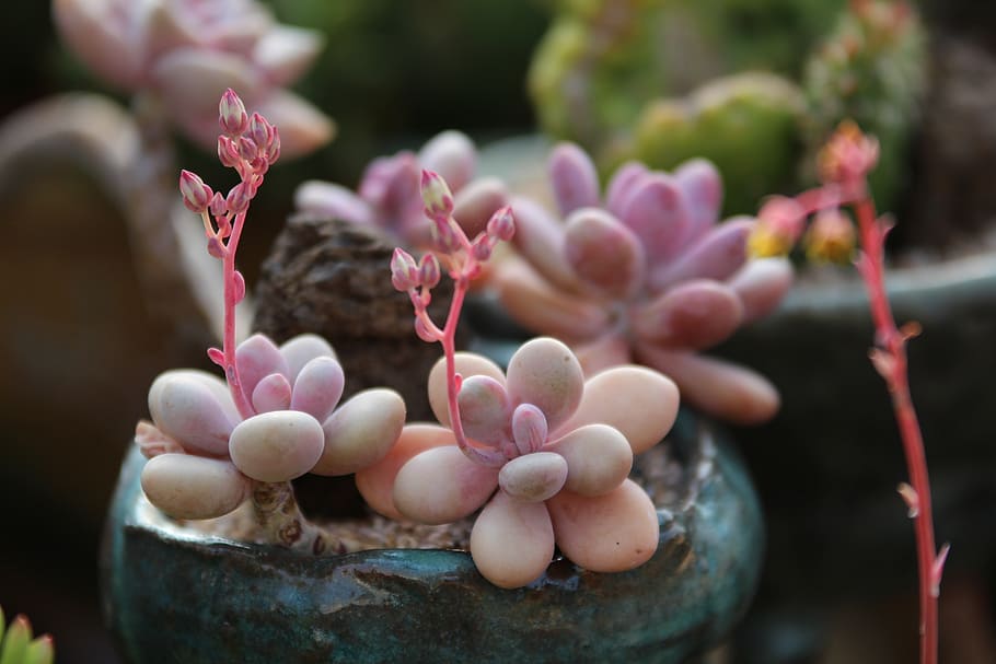 Graptosedum: Todo lo que necesitas saber sobre estas fascinantes plantas suculentas