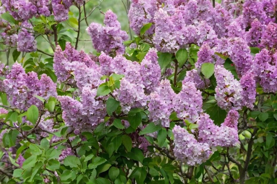 Guía completa para la propagación de lilas en nuestro jardín