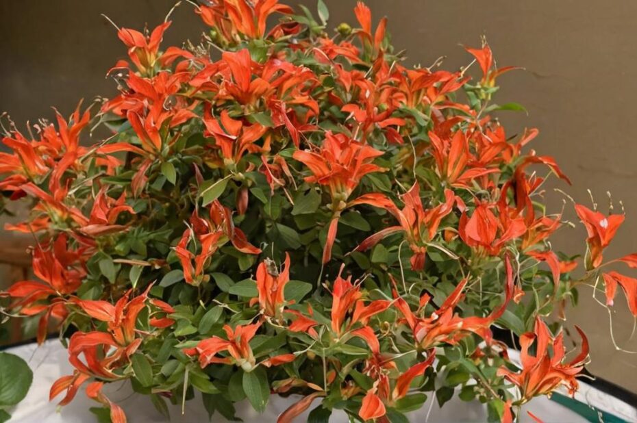 Guía de cuidados de la Aeschynanthus o planta pintalabios