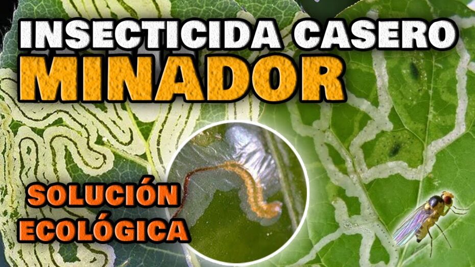 Gusano minador de los cítricos: cómo identificar y controlar esta plaga