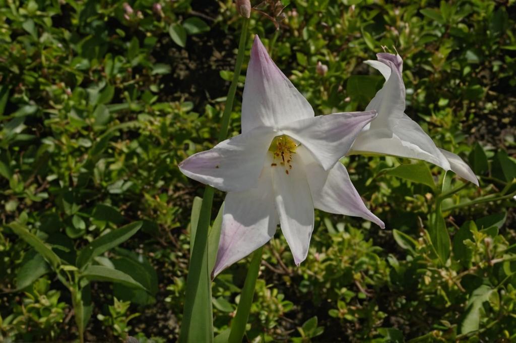 Habranthus robustus o lirio de lluvia: claves para que esté sano y bonito
