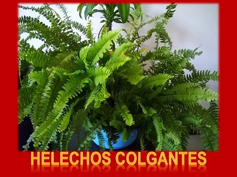 Helechos colgantes: descubre las especies más hermosas y cómo cuidarlas