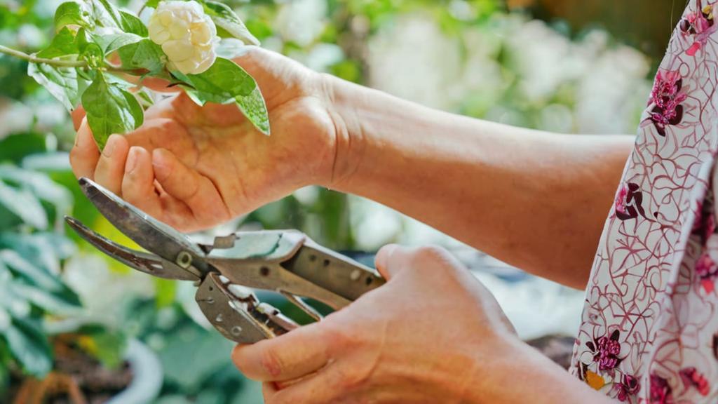 Herramientas imprescindibles para cuidar las plantas de interior