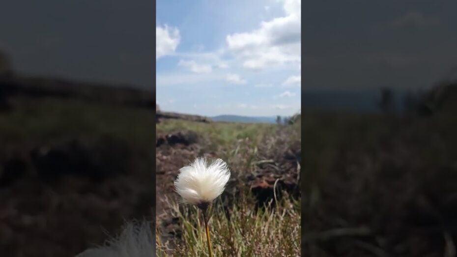 Hierba algodonera (Eriophorum angustifolium): Características, usos y cuidados de esta planta botánica.