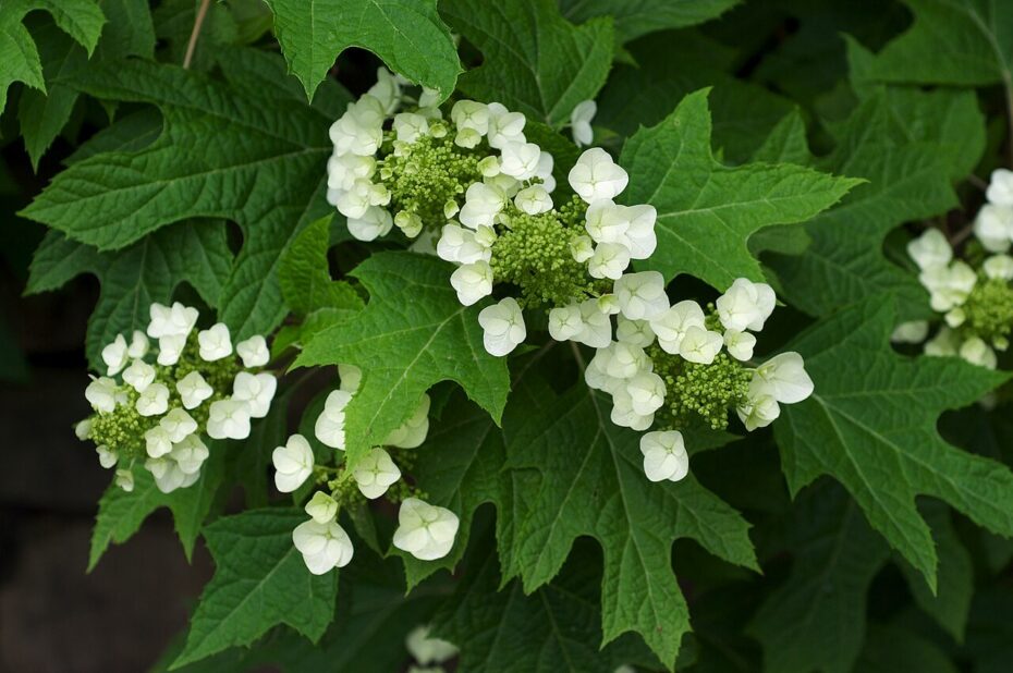 Hydrangea quercifolia: Todo lo que debes saber sobre esta planta y sus características