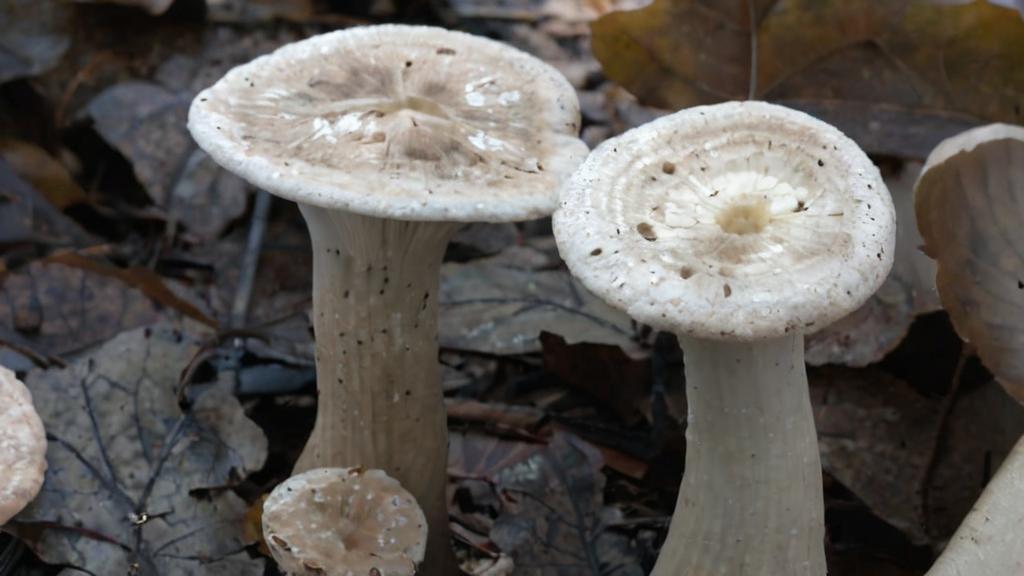 Infundibulicybe geotropa o Platera