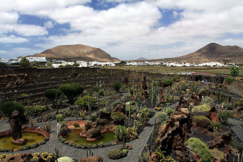 Jardín de cactus de Lanzarote: Explora la belleza de la flora y la botánica en este paraíso de plantas