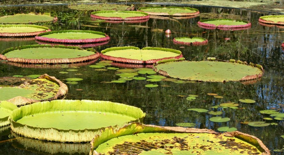Diseño de jardín flotante: qué es y cómo crear uno
