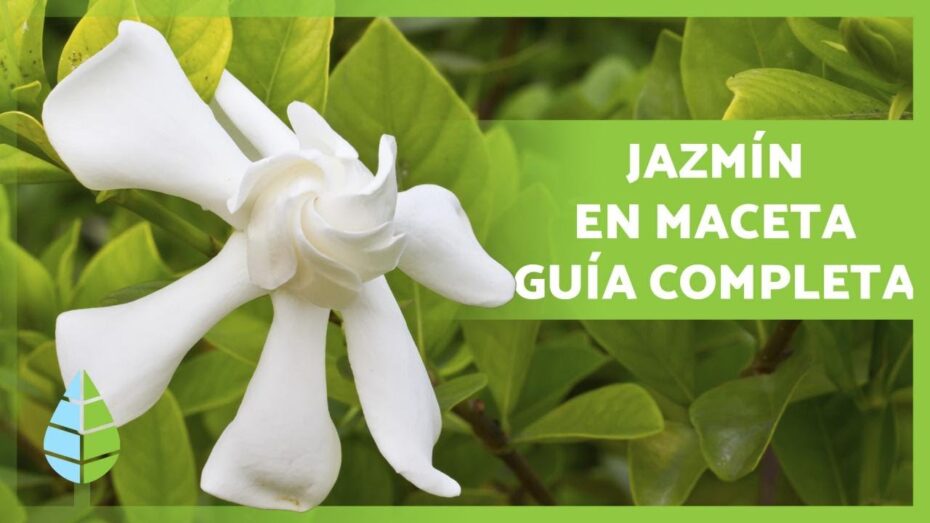 Cuidados del Jazmín de Madagascar: Todo lo que necesitas saber