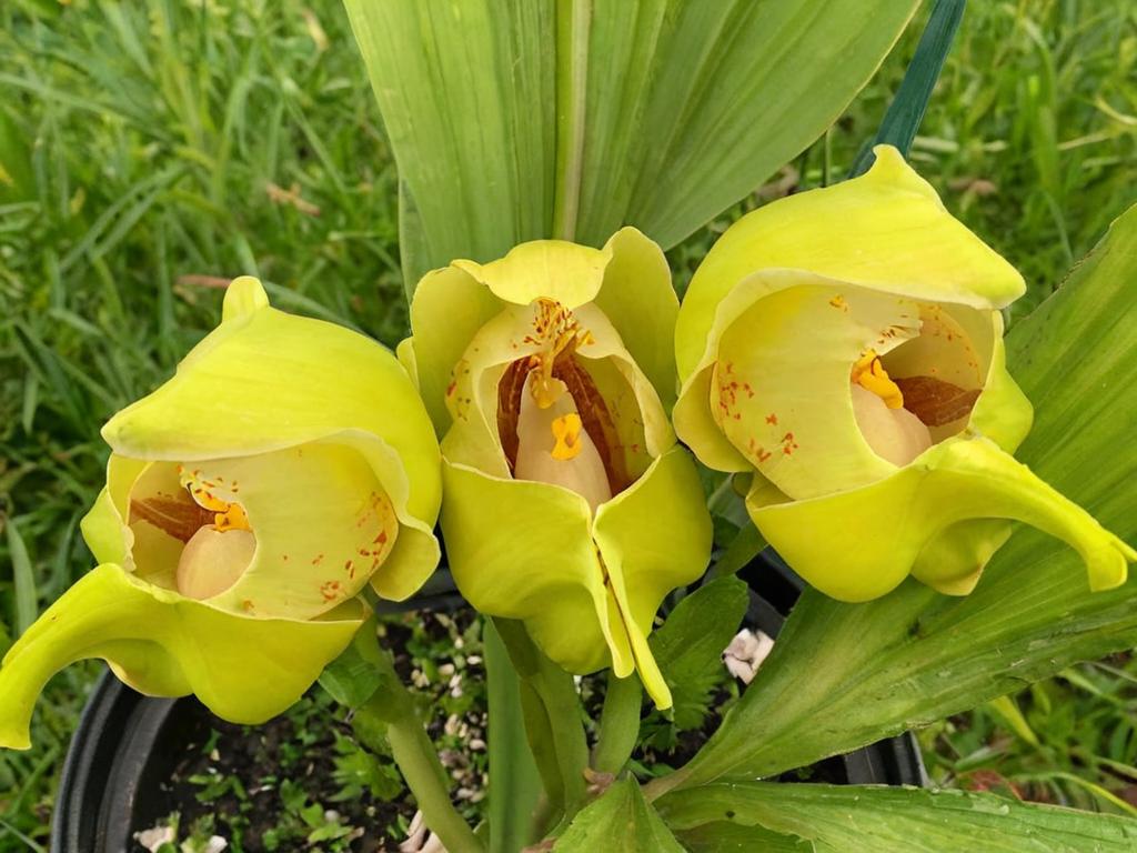 La belleza de la orquídea tulipán
