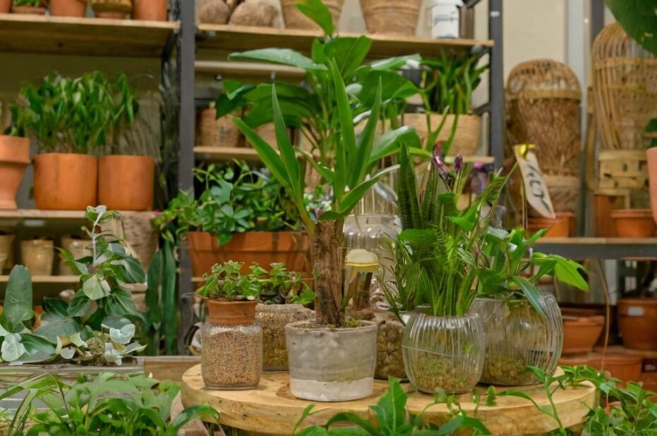 Las mejores webs para comprar tus plantas online