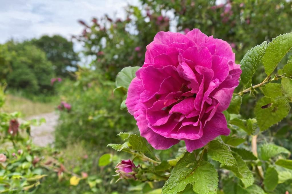 Las rosas más resistentes: variedades que sobreviven a todo