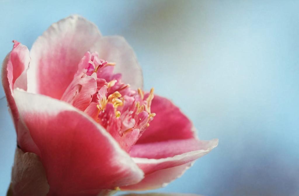 Los mejores cuidados para una camelia en maceta en el exterior