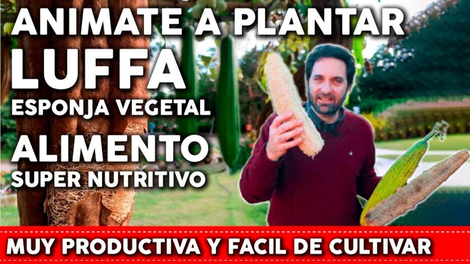 Cultivo de Luffa, la esponja vegetal: guía completa