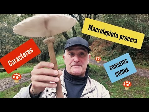 Macrolepiotas: Descubre todo sobre estas fascinantes setas y su papel en la botánica