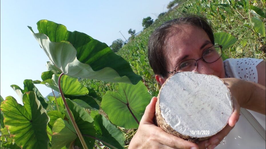 Malanga (Colocasia esculenta): Todo lo que necesitas saber sobre esta planta y sus beneficios