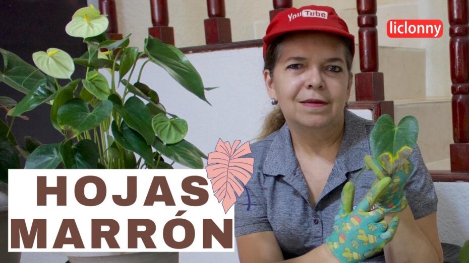 Manchas marrones en las hojas de las plantas: Descubre por qué aparecen y cómo solucionarlas