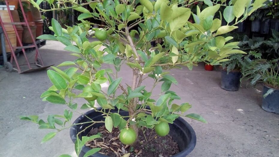 Guía completa: Cómo mantener un limonero enano en tu jardín